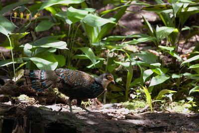 Bornean peacock-Pheasant
