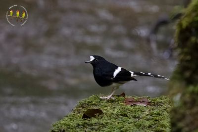 Bornean Forktail