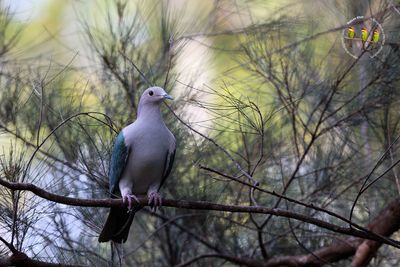 Green Imperial Pigeon
