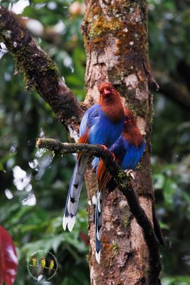 Sri Lanka Blue Magpie