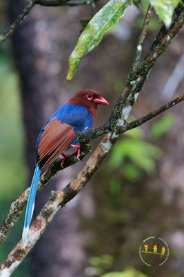 Sri Lanka Blue Magpie