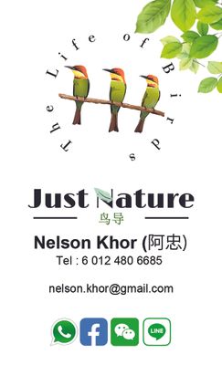 我是马来西亚的观鸟向导