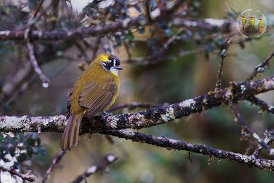 Yellow-eared bulbul