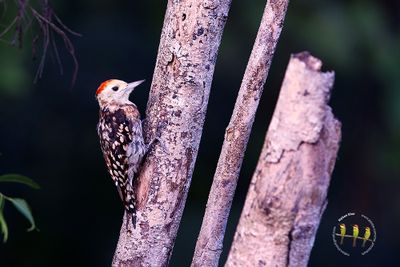 Yellow-crowned Woodpecker