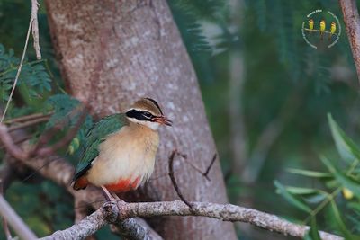 Indian Pitta