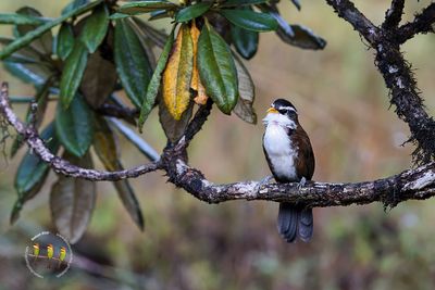 Sri Lanka Scimitar Babbler