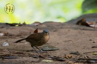 Ashy-headed Laughingthrush