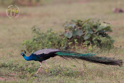 Indian Peafowl