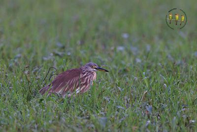 Indian Pond Heron