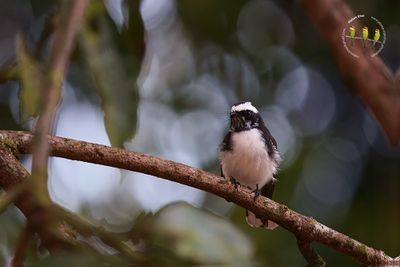 White-browed Fantail