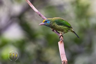 Yellow-fronted Barbet