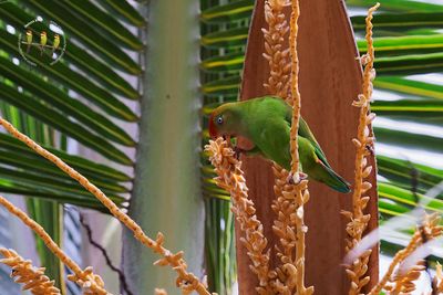 Sri Lanka Hanging Parrot