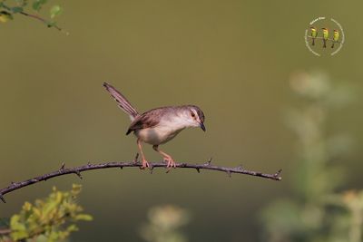 Grey-breasted Prinia