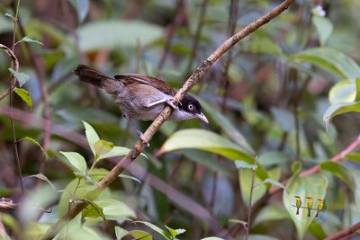 Dark-fronted Babbler
