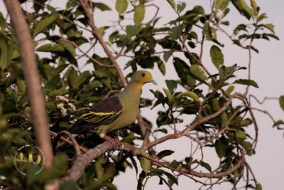 Sri Lanka Green Pigeon