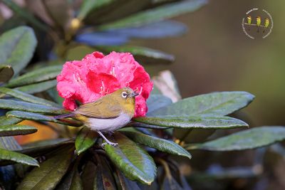 Sri Lanka White-eye