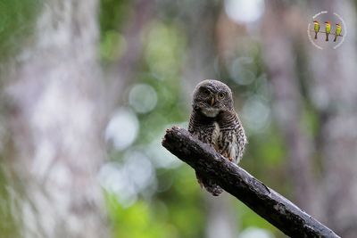 Chestnut-backed Owlet