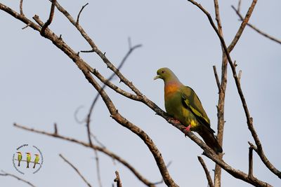 Orange-breasted Green Pigeon