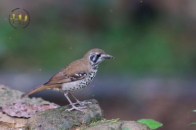 Spot-winged Thrush