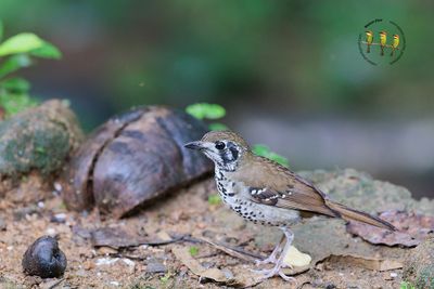 Spot-winged Thrush