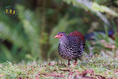Sri Lanka Spurfowl