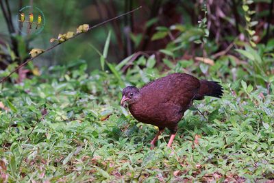 Sri Lanka Spurfowl