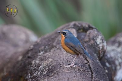 India Blue Robin