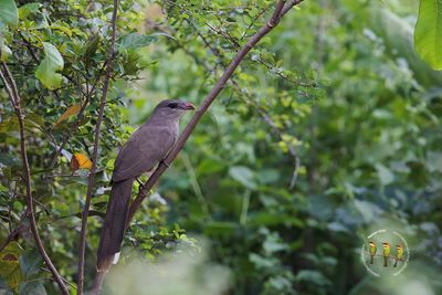 Sirkeer Malkoha