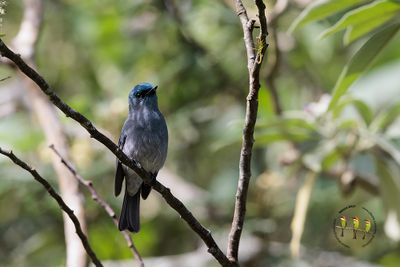 Dull-blue Flycatcher