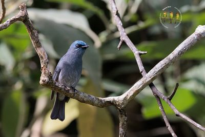 Dull-blue Flycatcher