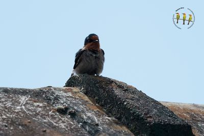 Hill Swallow