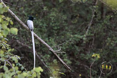 Indian Paradise Flycatcher