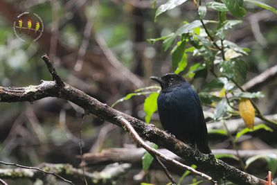 Sri Lanka Whistling-thrush