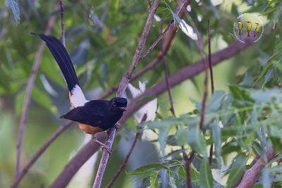 Sri Lanka White-rumped Shama