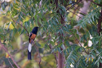 Sri Lanka White-rumped Shama