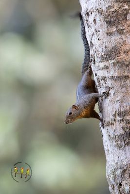 Sri Lankan Flameback Squirrel