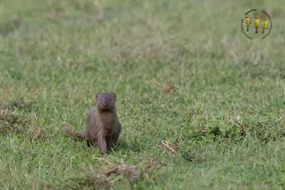 Indian Grey Mongooses