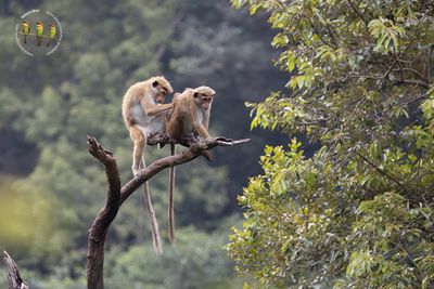 Toque Macaque