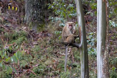 Toque Macaque