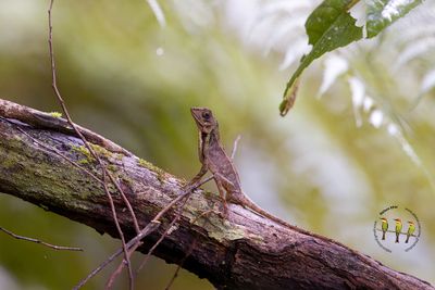Sri Lankan Kangaroo Lizard