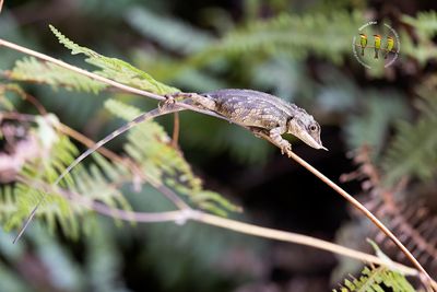 Rhinoceros Horned Lizard
