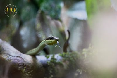 Common Bronzeback Tree Snake