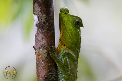 Hump-nosed Lizard