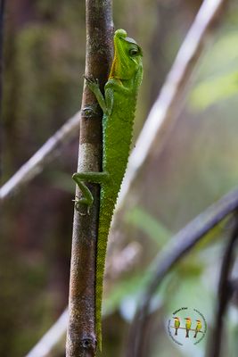 Hump-nosed Lizard