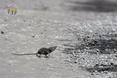 Asian Highland Shrew