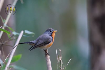 Kashmir Flycatcher