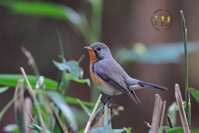 Kashmir Flycatcher