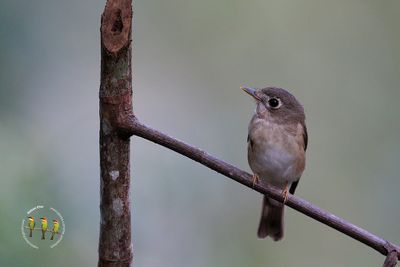 Brown-breasted Flycatcher