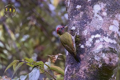 Crimson-backed Flameback