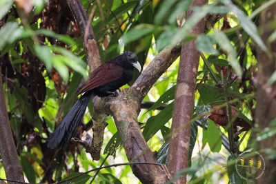 Green-billed Coucal